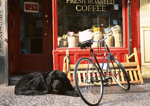平塚の動物病院で犬の歯の健康診断